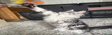 Maine Coon 4