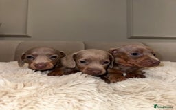 Miniature Dachshund dogs for sale: Stunning ISABELLA miniature dachshunds  - Image 9