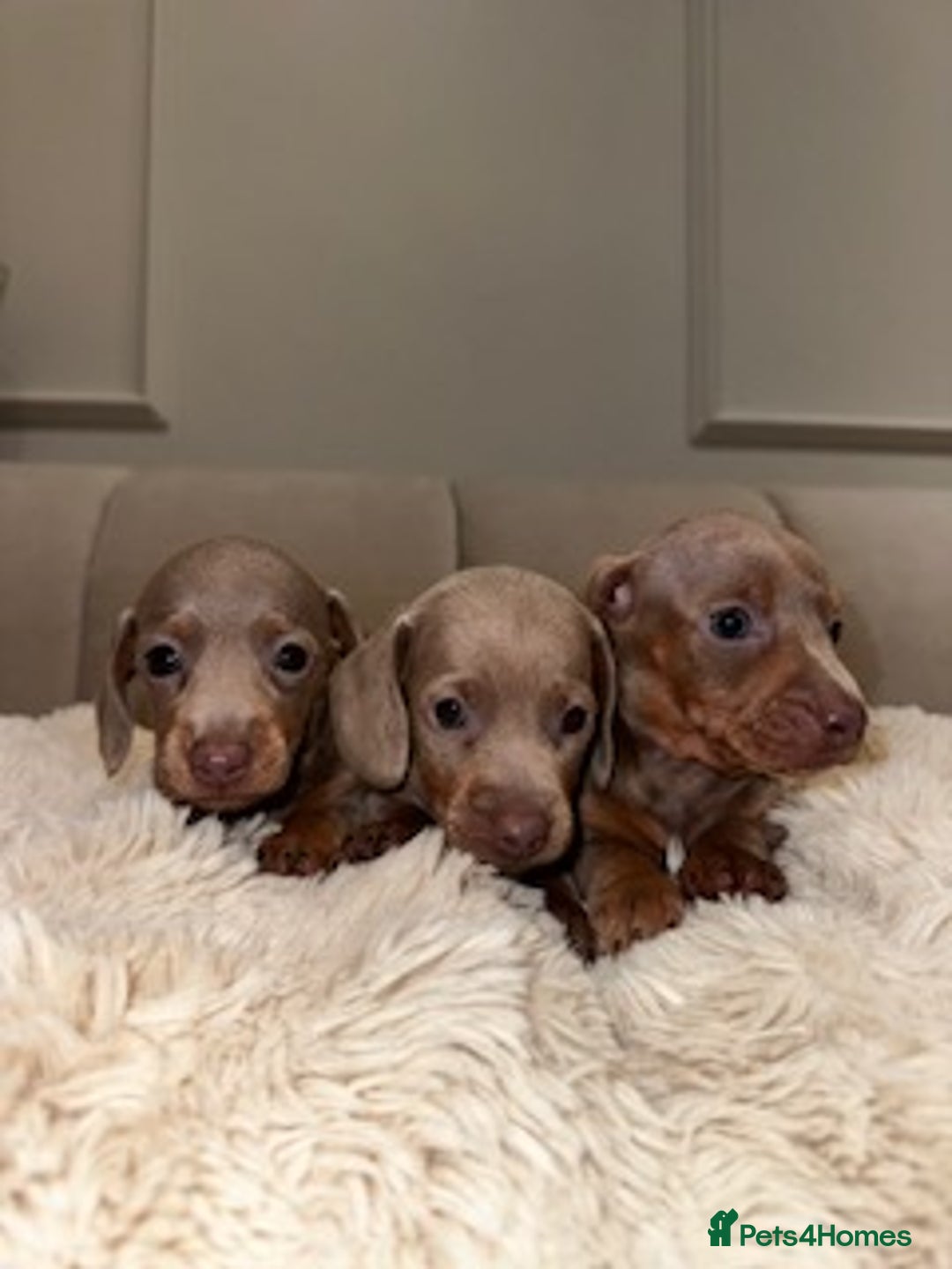 Miniature Dachshund dogs for sale: Stunning ISABELLA miniature dachshunds  - Image 9