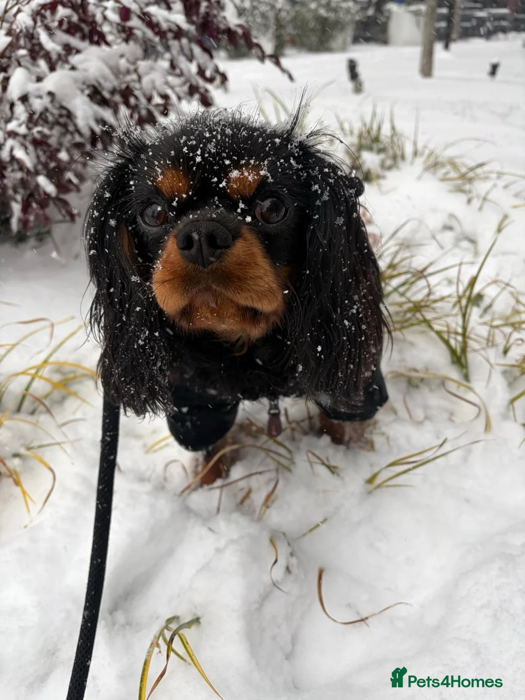 Cavalier King Charles Spaniel dogs for sale: Gentle black & tan boy - Advert 4