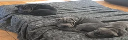 Mixed Breed dogs for sale: Beautiful Sharpei Puppies  in Liverpool - Advert 26