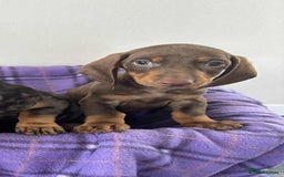 Dachshund dogs for sale: Dachshund puppy’s  - Image 3
