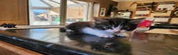 Mixed Breed cats for sale: Two beautiful boys - Advert 8