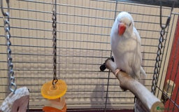 Ringnecks birds for sale: I have white ringnecks 4 months old for sale  - Image 3
