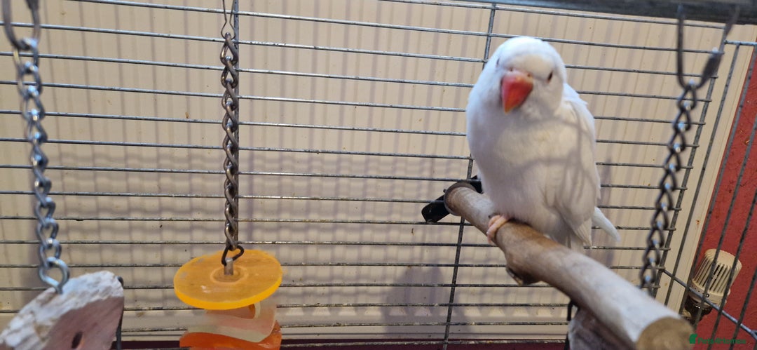 Ringnecks birds for sale: I have white ringnecks 4 months old for sale  - Image 3