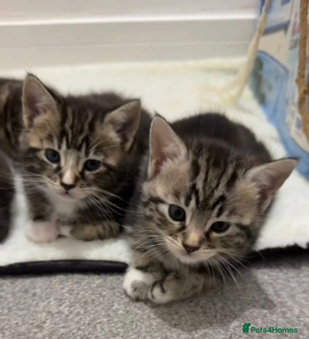 Mixed Breed cats for sale: Family of 4 kittens mixed breed tuxedo/tabby £50  - Advert 1