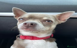 Chihuahua dogs for stud: Blue Pedigree Chihuahua for STUD - Advert 2