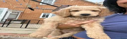 Mini Goldendoodle dogs for sale: Golden doodle F2 1 male left - Advert 7