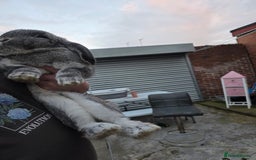 Continental Giant rabbits for sale: Lonely Cross Giant Bunny - Image 5