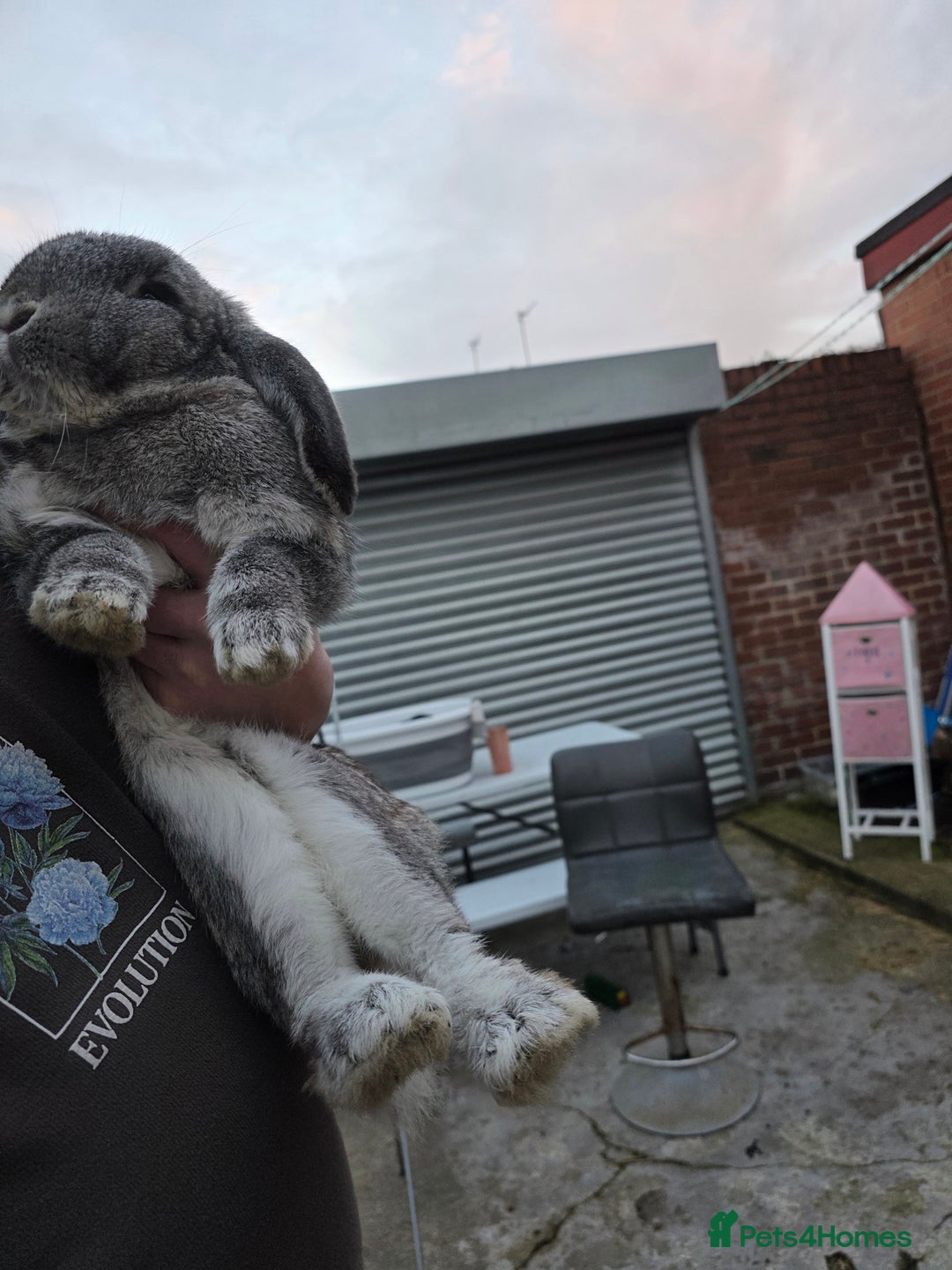 Continental Giant rabbits for sale: Lonely Cross Giant Bunny - Image 5