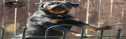 Rottweiler dogs for sale: Top Kc Registered Rottweiler Female Puppies - Advert 16