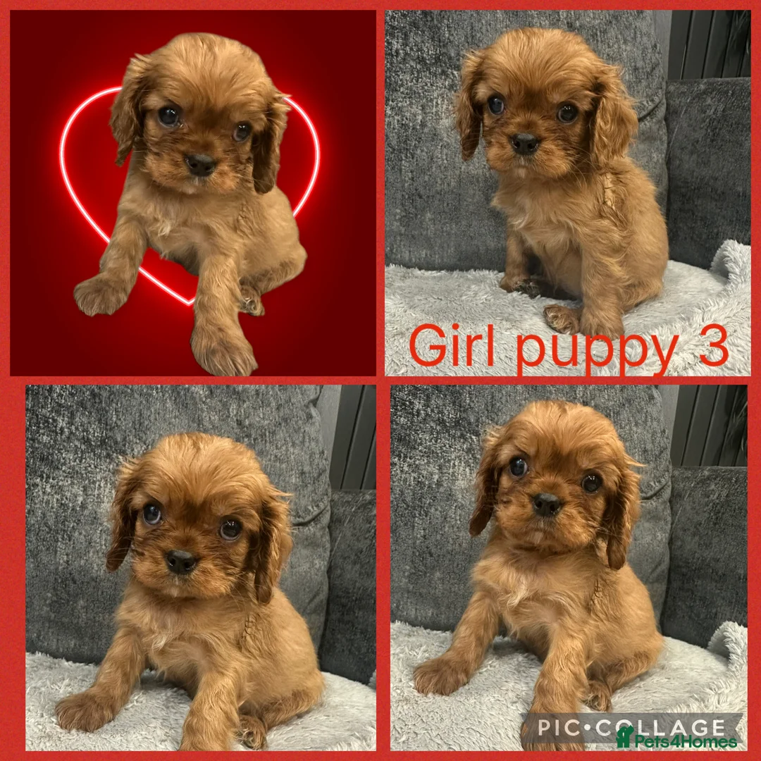 Cavalier King Charles Spaniel dogs for sale: **KC REGISTERED DNA CLEAR 🧬 CAVALIER PUPPIES** - Advert 5