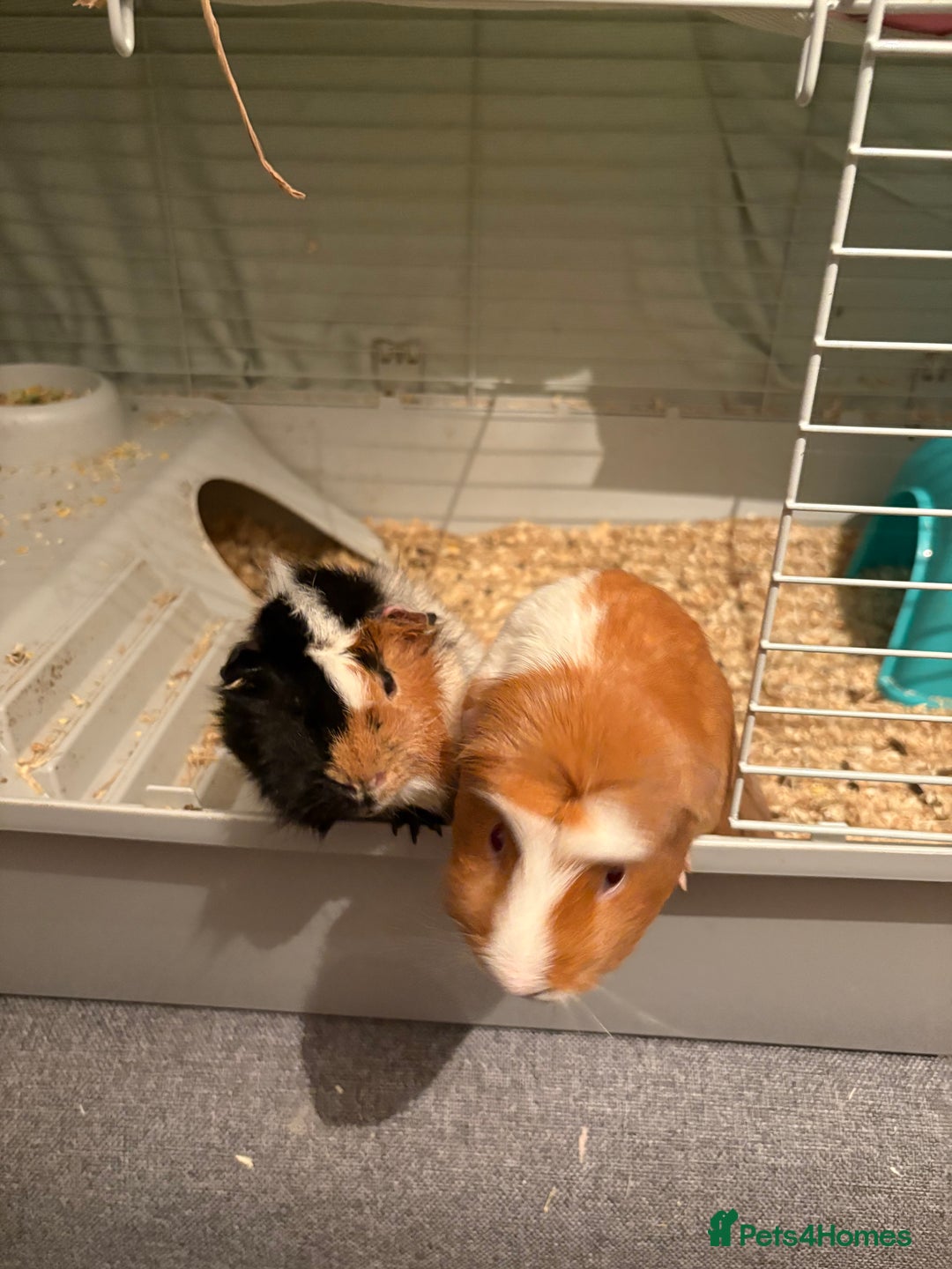 Guinea Pig rodents for sale: 2 male guinea pigs  - Advert 2