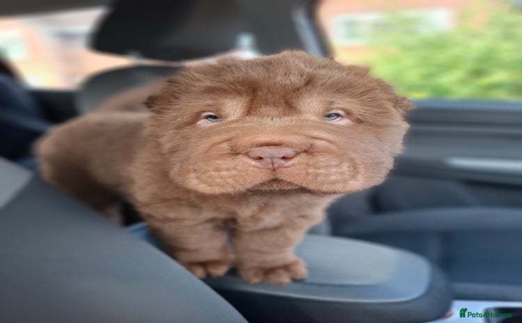 Shar Pei dogs - Advert 1