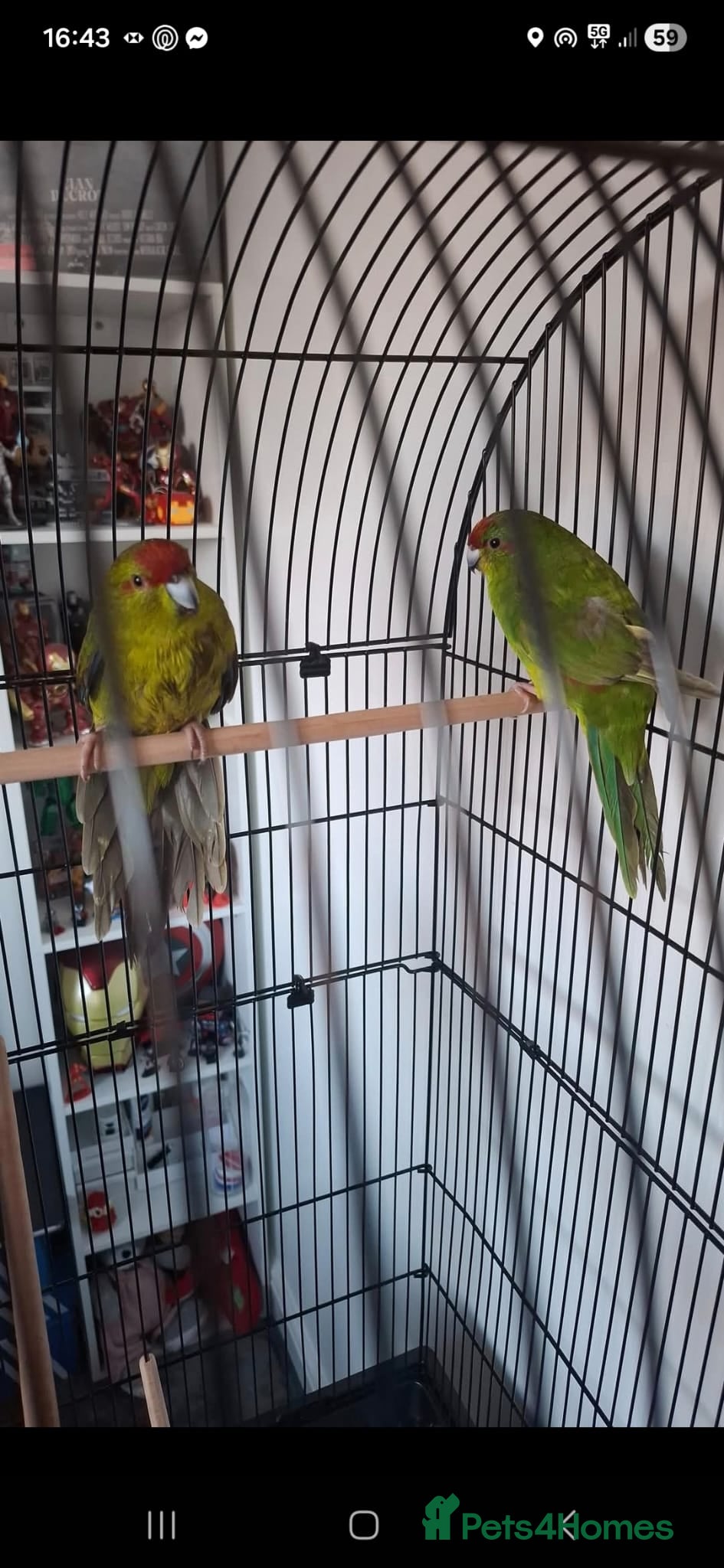 Parakeets birds Kakariki parakeet echo  - Advert 1