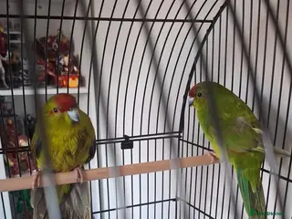 Parakeets birds Kakariki parakeet echo - Advert 1