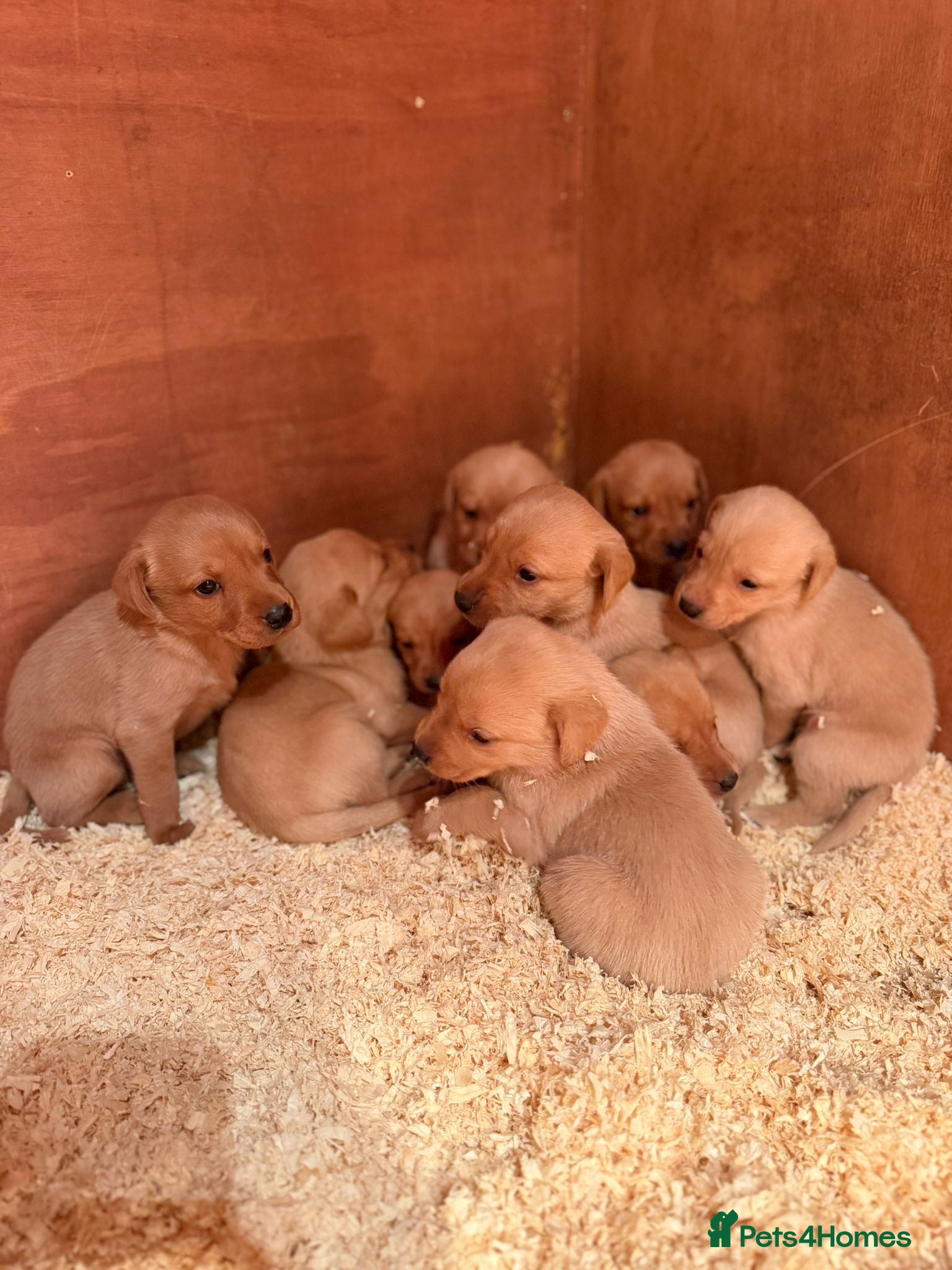 Labrador Retriever dogs KC REG - fox red Labrador puppies - Advert 6