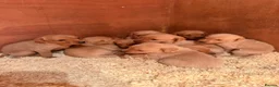 Labrador Retriever dogs for sale: KC REG - fox red Labrador puppies - Advert 1