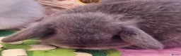 Mini Lop rabbits for sale: Purebred mini lop baby bunnies - Advert 2