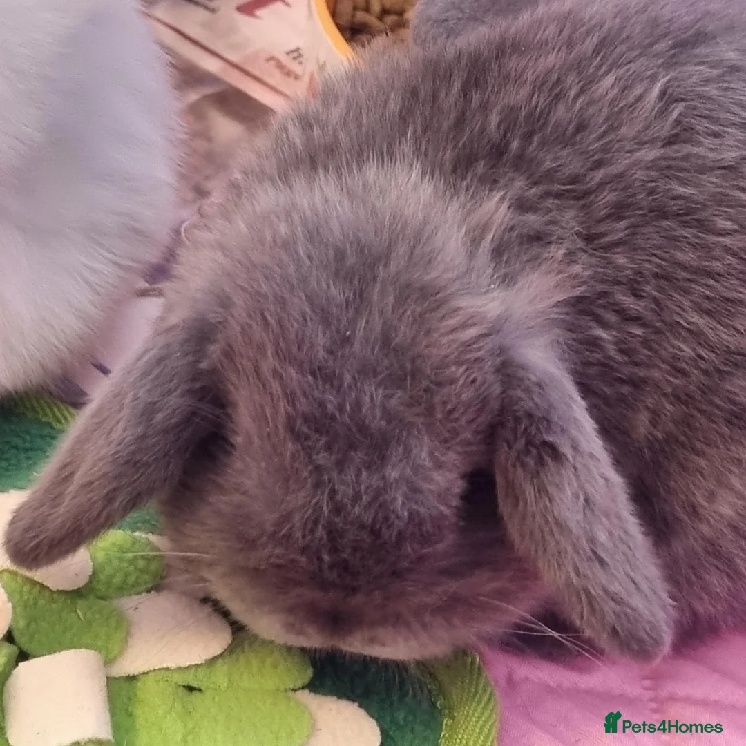 Mini Lop rabbits for sale: Purebred mini lop baby bunnies - Advert 2