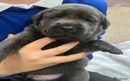 Labrador Retriever dogs for sale: Charcoal boy & silver girl  - Image 2