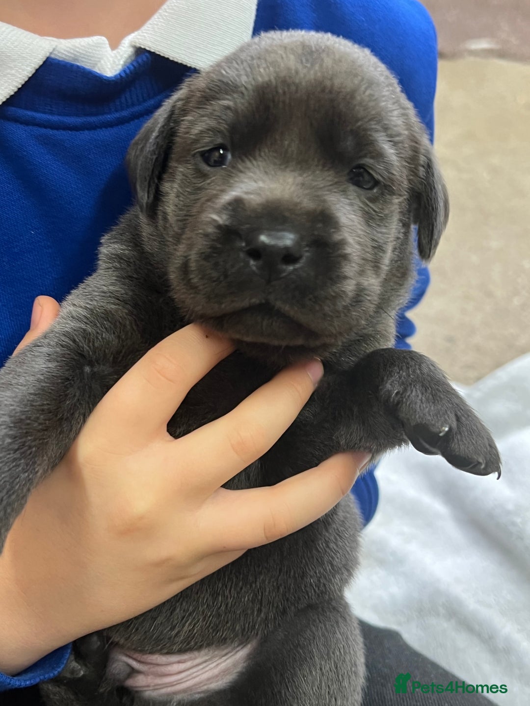 Labrador Retriever dogs for sale: Charcoal boy & silver girl  - Image 2