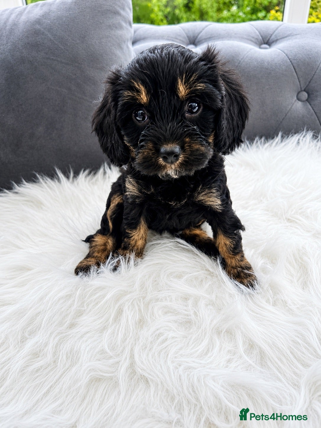 Cavapoo dogs F1 cavapoo puppies  - Advert 1