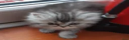 Persian cats for sale: Chocolate Box Kittens - Advert 7