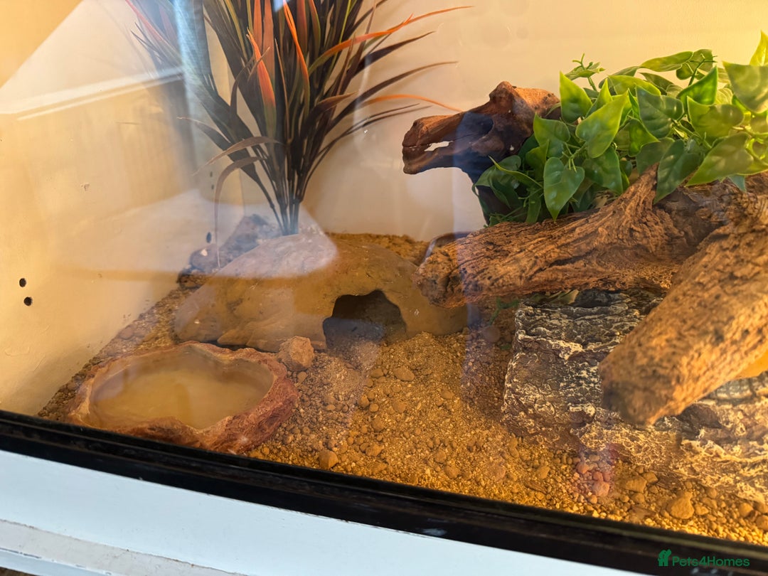 Gecko reptiles for sale: Leopard gecko with full setup - Image 5