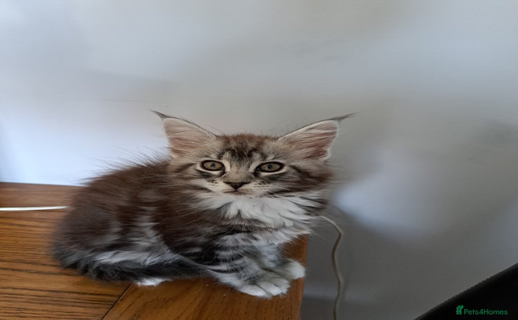 Maine Coon cats - Advert 17
