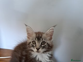 Maine Coon cats - Advert 26