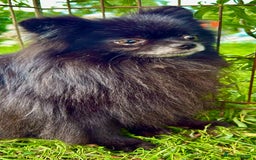 Pomeranian dogs for adoption: Prince, Romeo and Smokey - Image 4