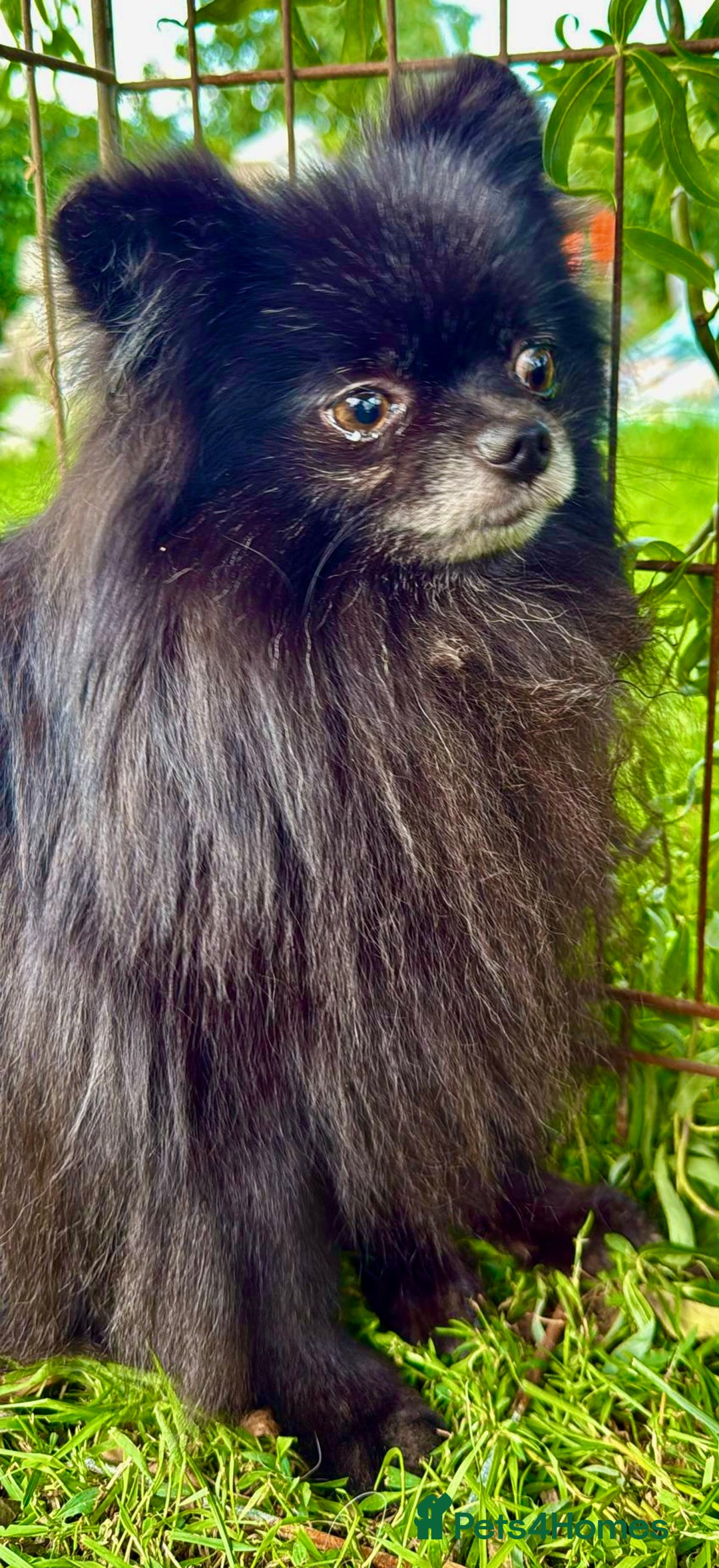 Pomeranian dogs for adoption: Prince, Romeo and Smokey - Image 4