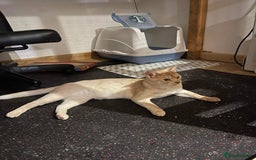 Abyssinian cats for stud: Champion lines Aby Red-Silver boy for stud in Romford - Image 9