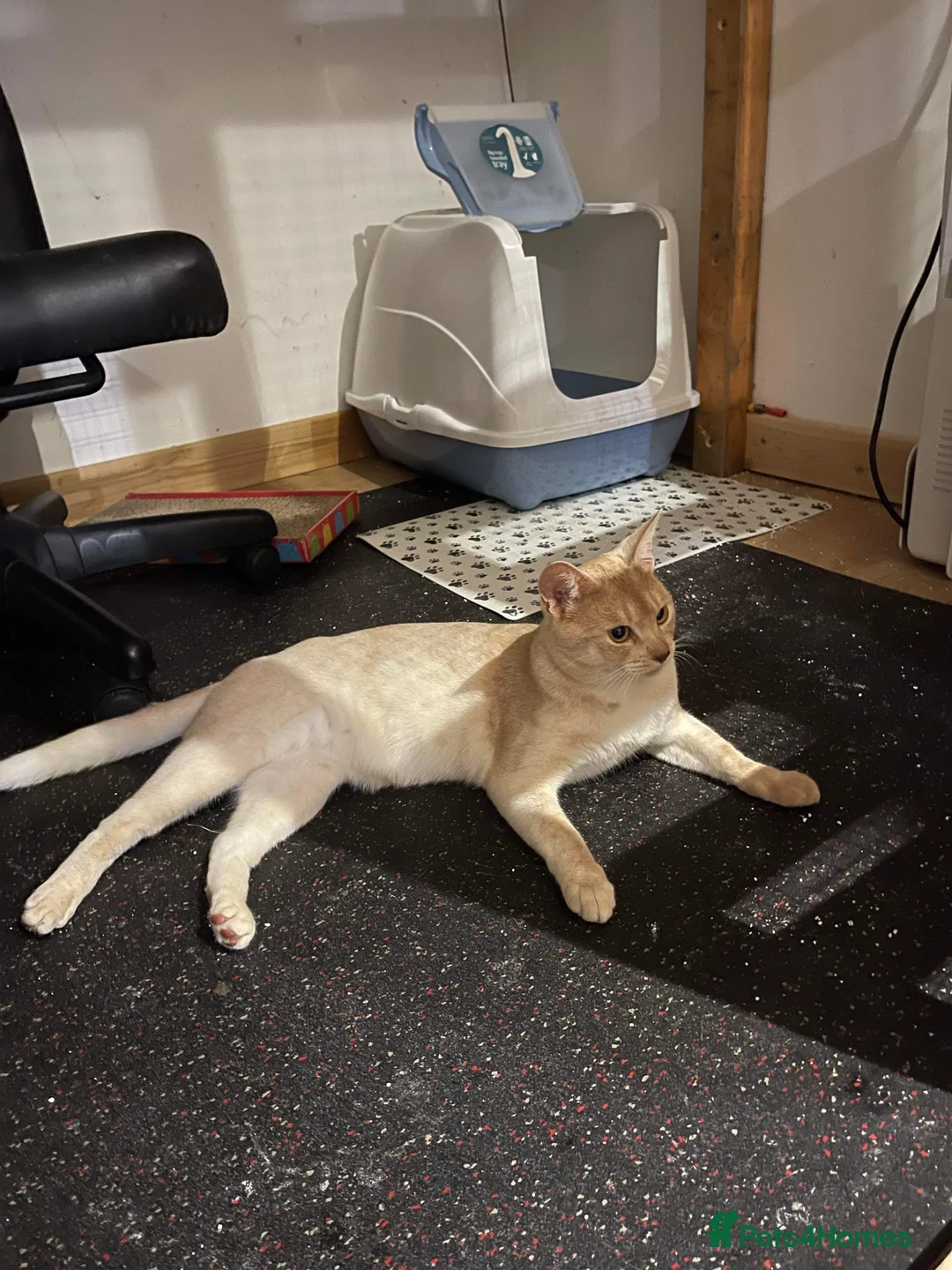 Abyssinian cats for stud: Champion lines Aby Red-Silver boy for stud in Romford - Advert 9