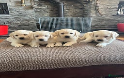 Labrador Retriever dogs for sale: Extensively health tested white chunky Labradors  - Image 1