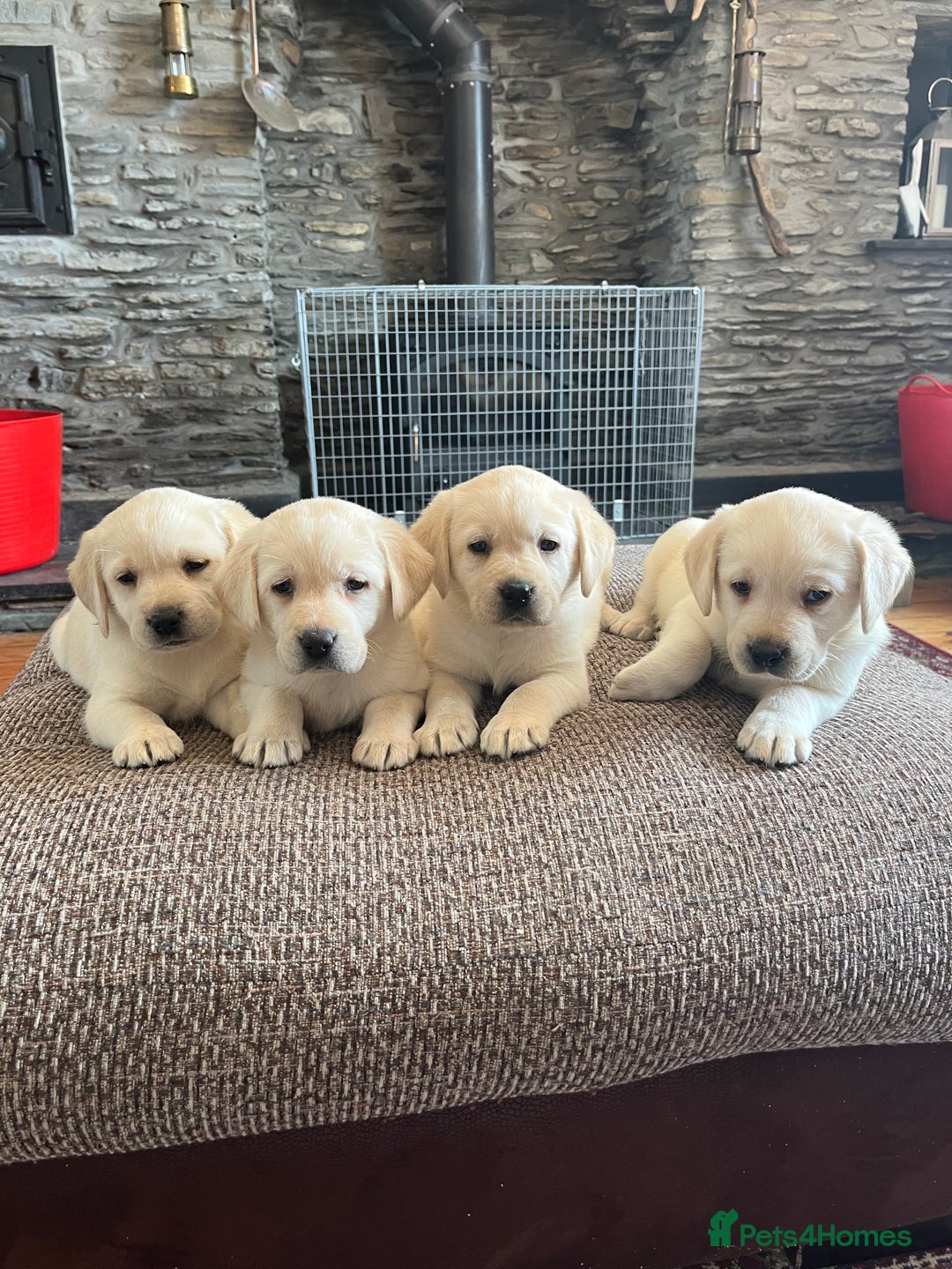 Labrador Retriever dogs for sale: Extensively health tested white chunky Labradors  - Image 1