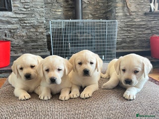 Labrador Retriever dogs - Advert 8