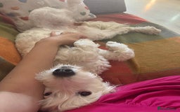 Cockapoo dogs for sale: Beloved Cockapoo Bubble for sale - Advert 13