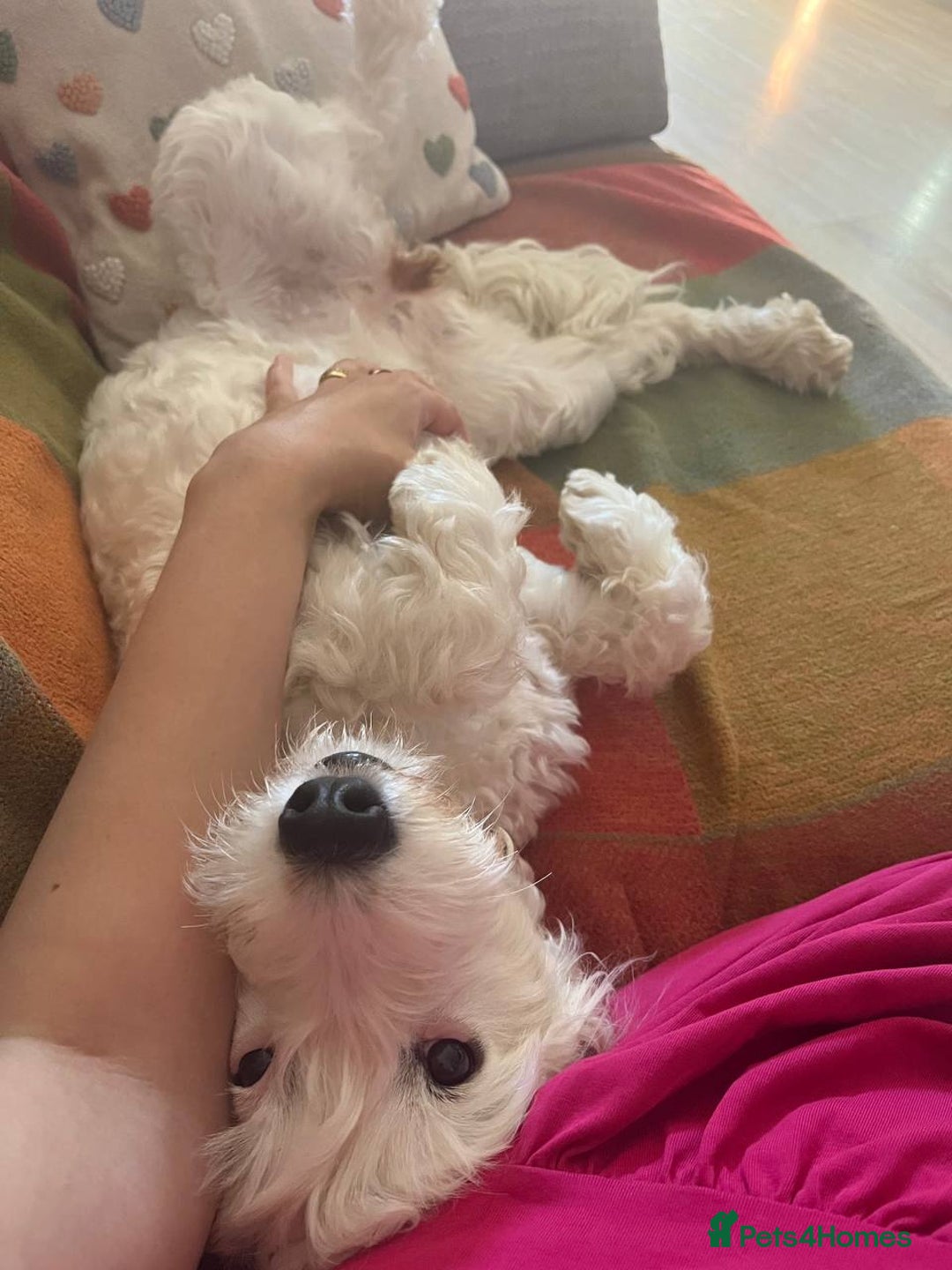 Cockapoo dogs for sale: Beloved Cockapoo Bubble for sale - Advert 13