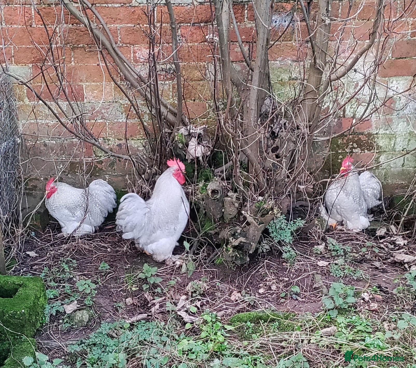 Chickens poultry Three lavender Pekin cockerels  - Advert 2