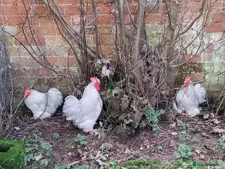 Chickens poultry Three lavender Pekin cockerels - Advert 2