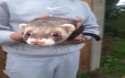 Ferret rodents for sale: Stunning ferret kits - Image 4