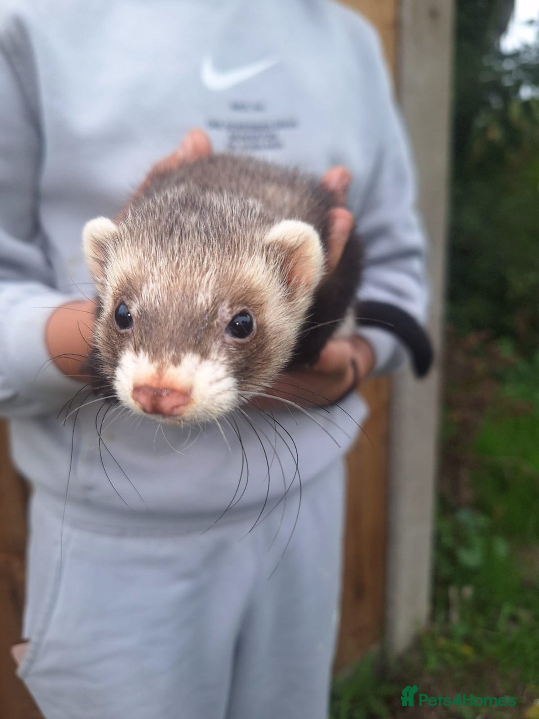 Ferret rodents for sale: Stunning ferret kits - Image 4