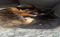Mixed Breed cats for sale: Kittens - Image 4