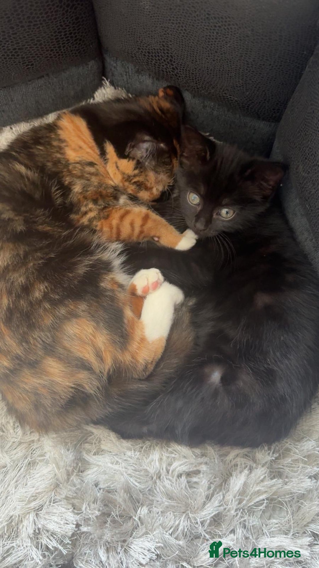 Mixed Breed cats for sale: Kittens - Image 4