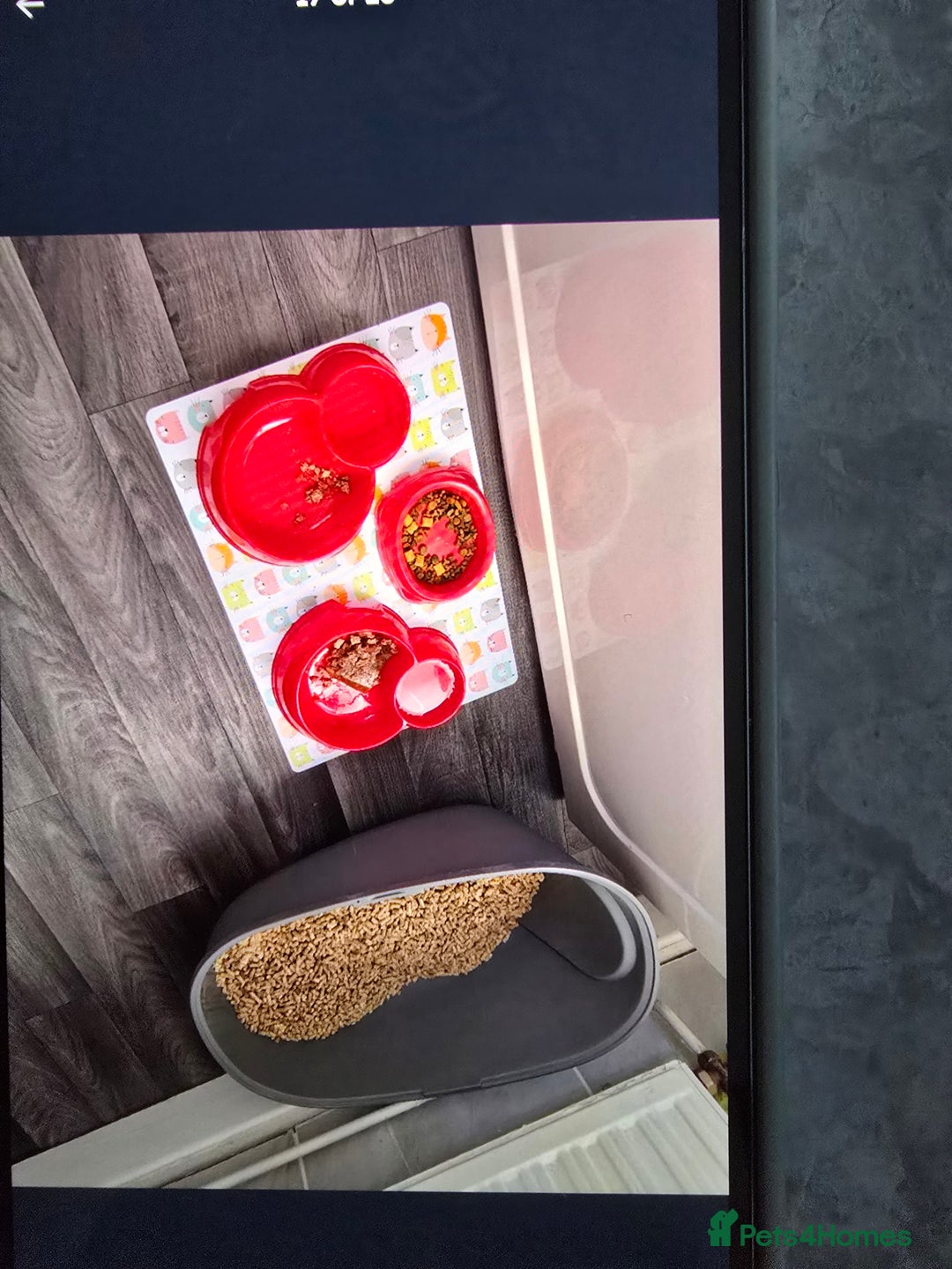 Mixed Breed cats for sale: Ginger kittens - Advert 16