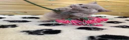 British Shorthair cats for sale: Beautiful pedigree British Shorthair kittens - Advert 19