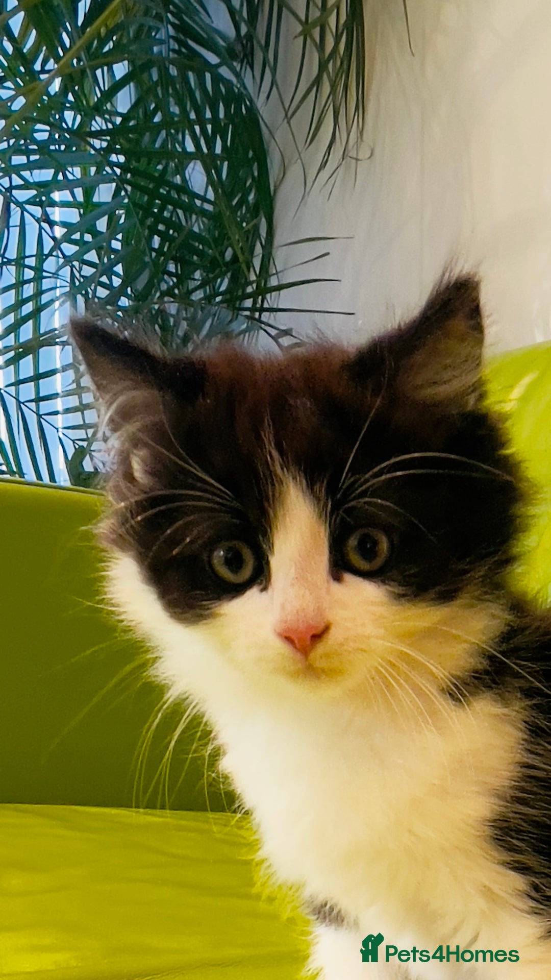 Mixed Breed cats for sale: Wonderful ,healthy clever village Kittens for sale - Advert 4