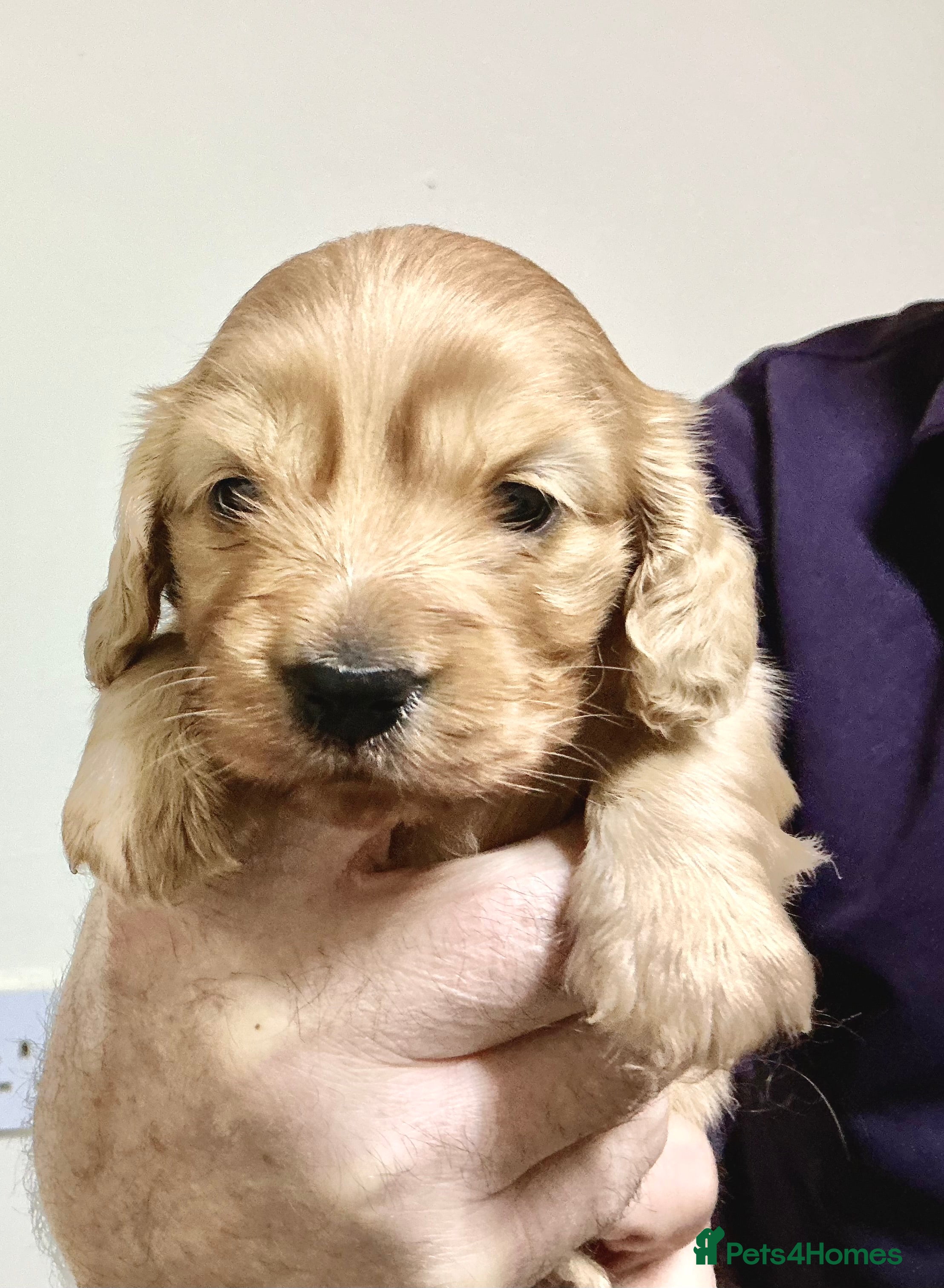 Miniature Dachshund dogs KC reg mini longhaired dachshund pups - Advert 14